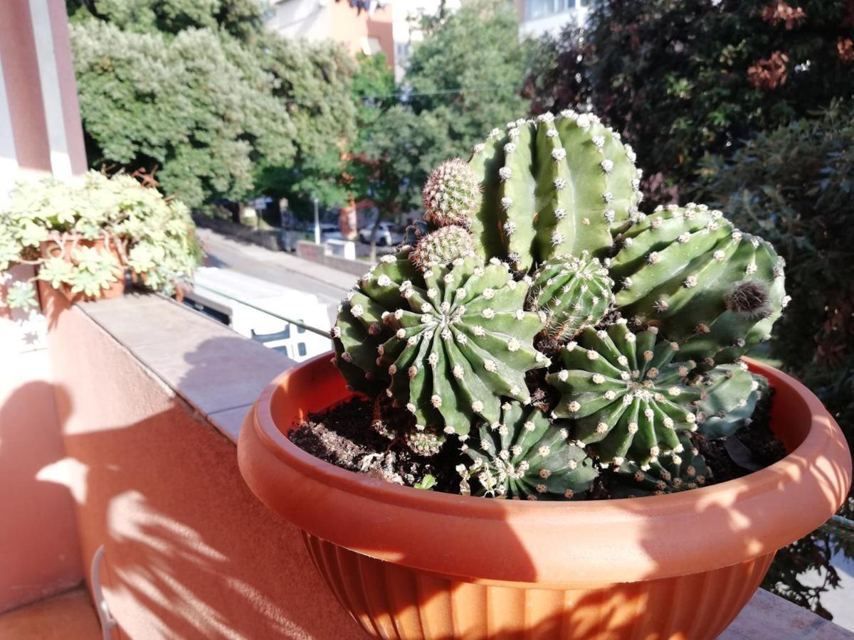 Apartment Mahonia Сплит Екстериор снимка